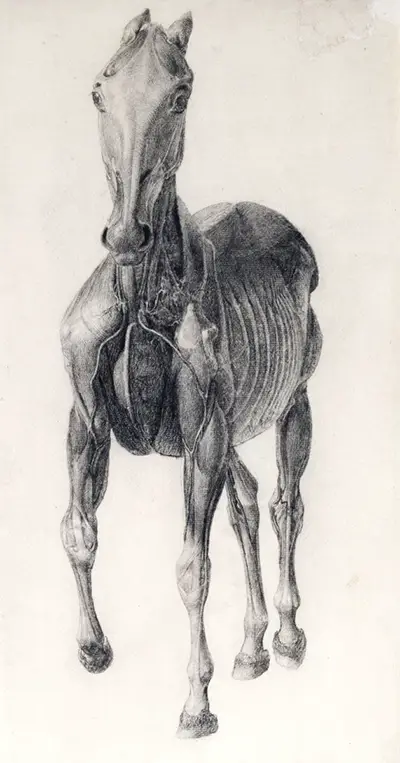 Finished Study for The Seventh Anatomical Table of Muscles of the Horse I George Stubbs